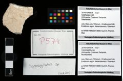 Foto (Objekt + Etikett) von Cracensigillatus sp.  (NHMW-GEO-2014-0194-0574)